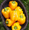 Golden California Wonder Sweet Pepper Seeds