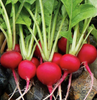 Cherry Belle Radish