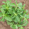 Candy Stevia Seeds