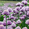 Chives Herb Seed