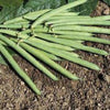 Provider Bush Bean Seed