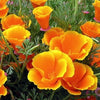 California Poppy Wildflower Seeds