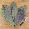 Dazzling Blue Kale Seed