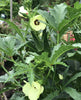 Clemson Spineless 80 Okra Seeds