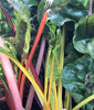 Five Color Swiss Silverbeet Chard Seeds