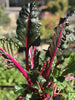 Ruby Red Swiss Chard Seed