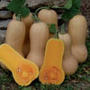 Waltham Butternut Winter Squash Seeds