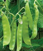 Oregon Sugar Pod Snow Pea Seed