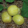 Lemon Cucumber Organic Seed
