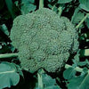 Waltham 29 Broccoli Seeds