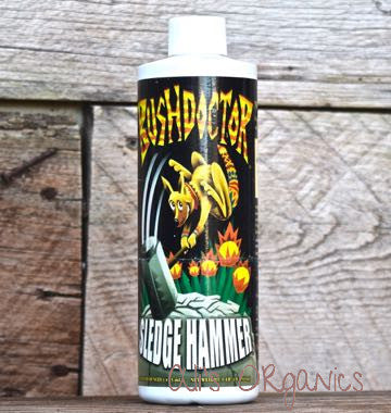 Bush Doctor Sledge Hammer