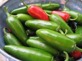 Early Jalapeño Chile Hot Pepper Seeds