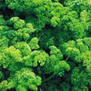 Moss Curled Parsley Seeds