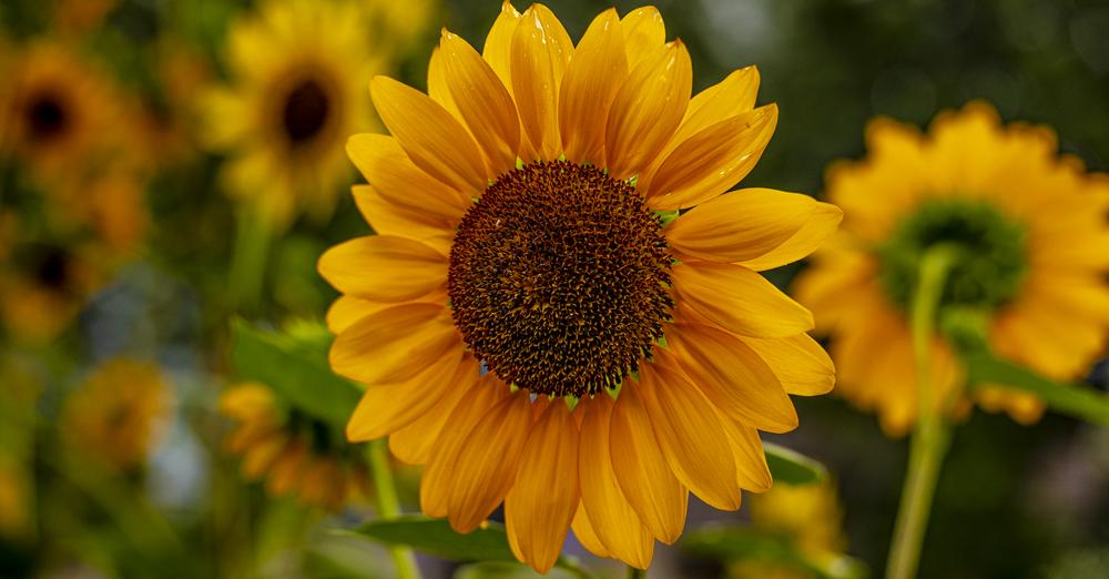 Sunflowers bring a smile to everyones face!  Plant some today!