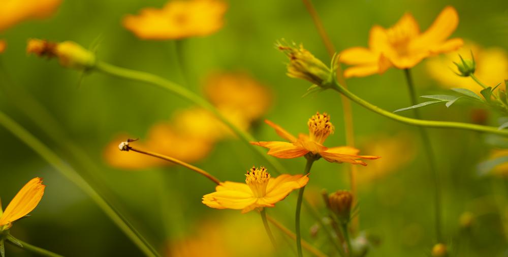 Cosmos add to the diversity of your garden, inviting pollinators!