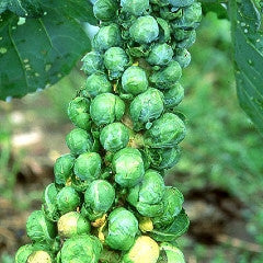 Brussels Sprout Seeds