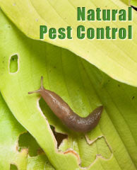 Pest, Disease & Weed Control