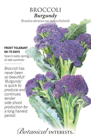 Burgundy Broccoli Seeds