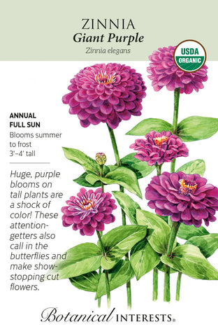 Giant Purple Zinnia Seeds