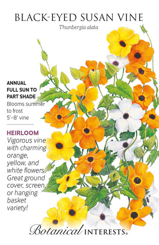 Black Eyed Susan Vine Seeds