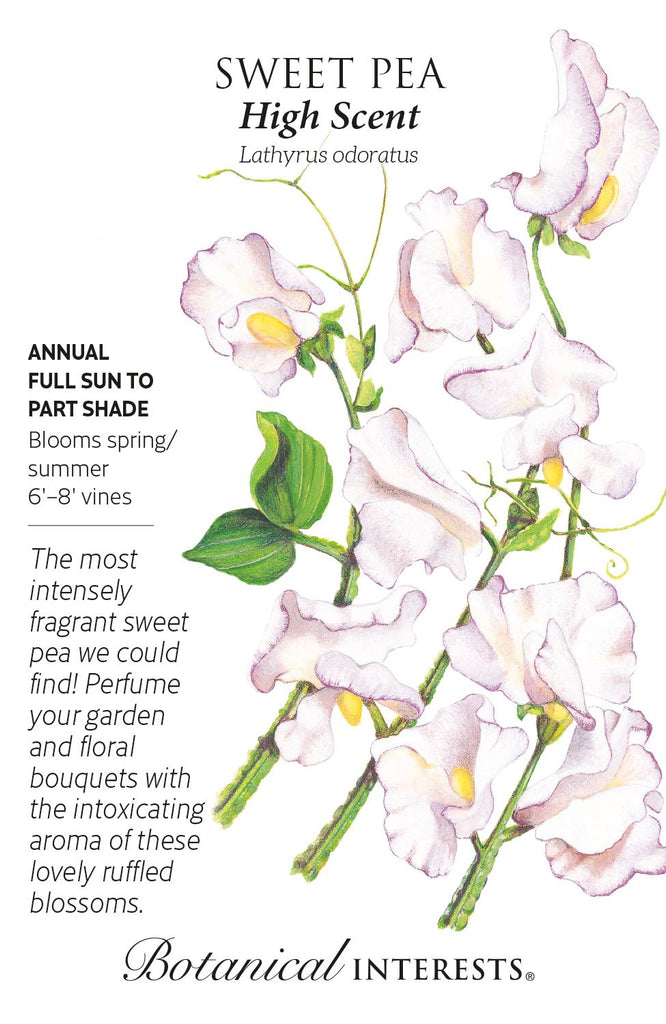 High Scent Sweet Pea Seeds