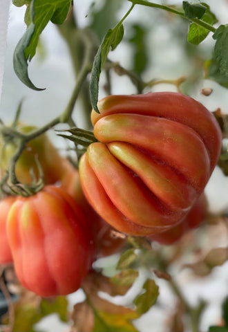 Gazanhnte Stuffing Tomato