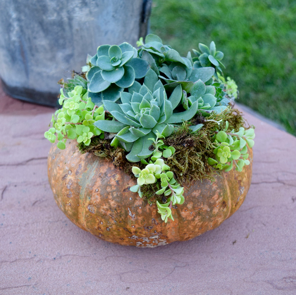 Create a Succulent Pumpkin  2024