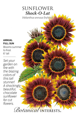 Shock-O-Lat Sunflower Seeds