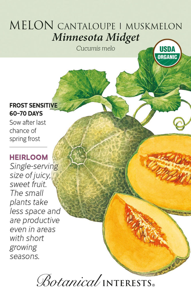 Minnesota Midget Melon Cantaloupe | Muskmelon