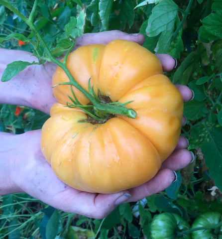 Dr. Wyches Tomato