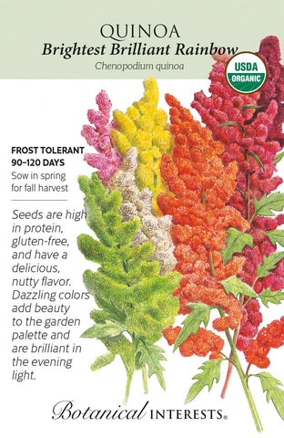 Brightest Brilliant Rainbow Quinoa Seeds