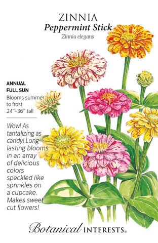 Peppermint Stick Zinnia Seed