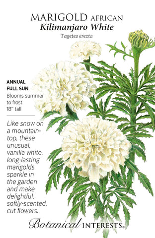 Kilimanjaro White African Marigold Seed