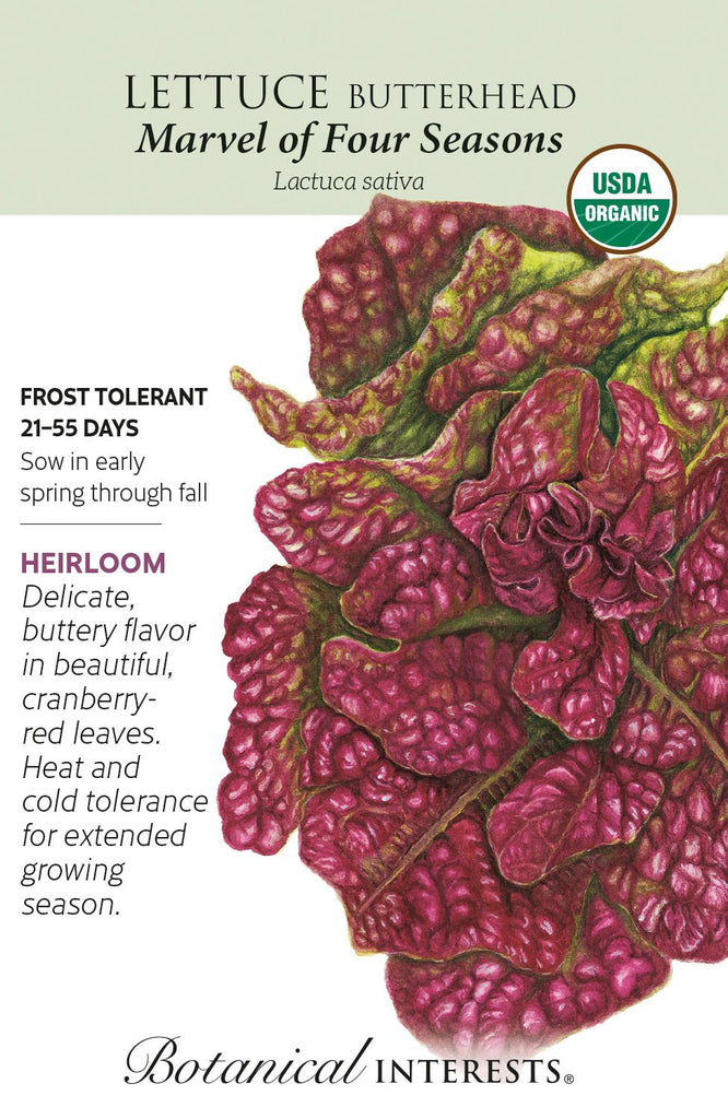 Marvel of Four Seasons Butterhead Lettuce Seed