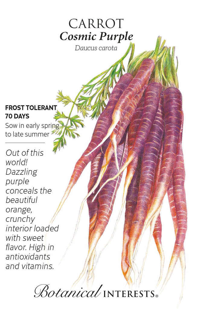 Cosmic Purple Carrot Seed