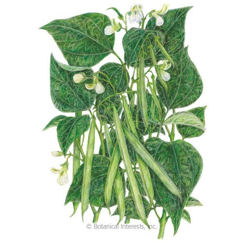 Jade Bush Bean Seed