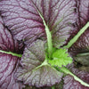 Red Giant Mustard Greens Seed