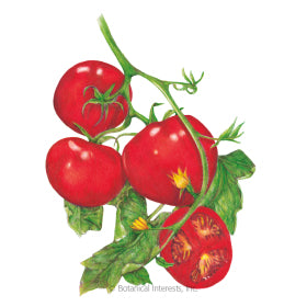 Moneymaker Pole Tomato Seed