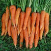 Red Cored Chantenay Carrot Seeds