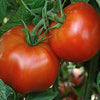 Red Pride Bush Tomato Seed
