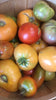 Growing Tomato Workshop 2024