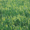 Soil Builder Peas & Oats Cover Crop