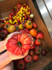 Growing Tomato Workshop 2023