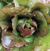 Rouge d'Hiver Lettuce Seeds