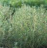 English Thyme Herb Seed