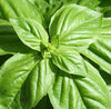 Italian Genovese Basil Herb Seed