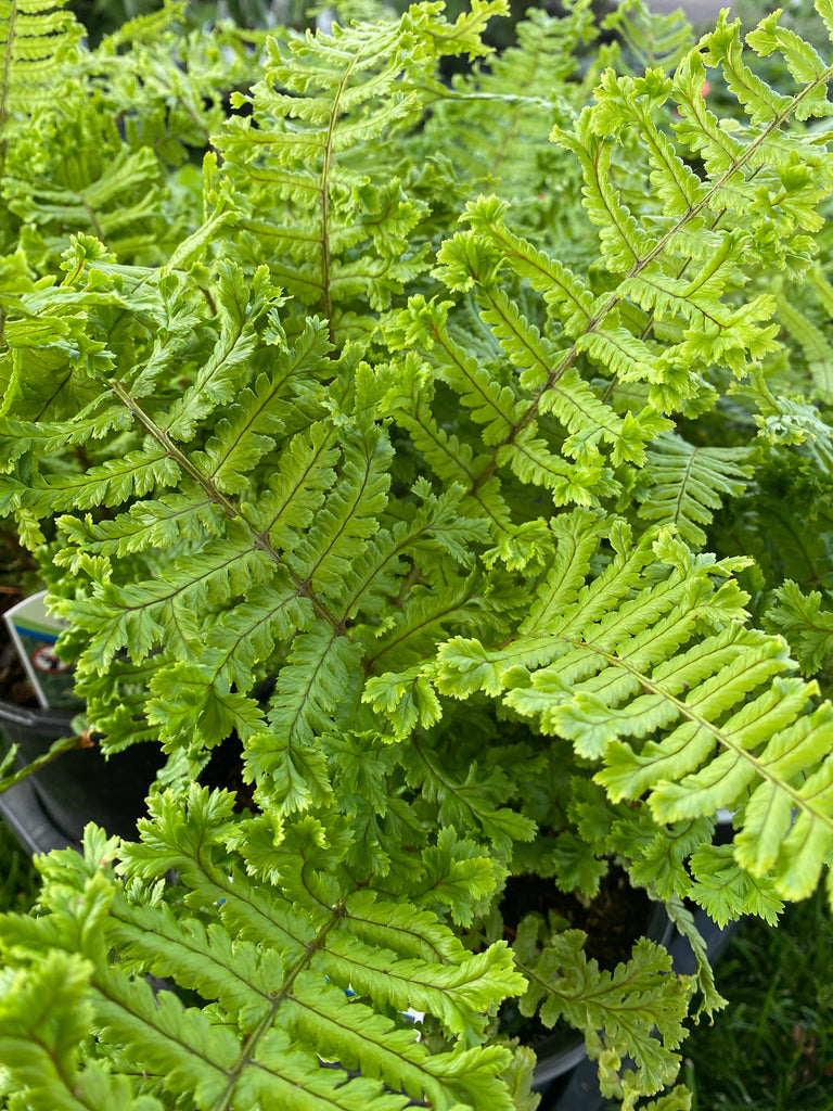 Dryopteris affinities Cristata the King