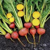 Touchstone Gold Beet Seed