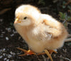 Chick Starter/Grower Crumbles Organic 40 lbs